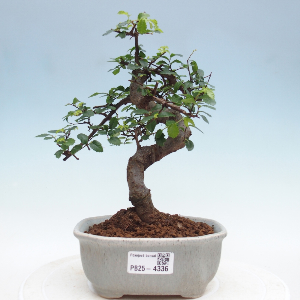 Room bonsai - Ulmus parvifolia - Small-leaved elm