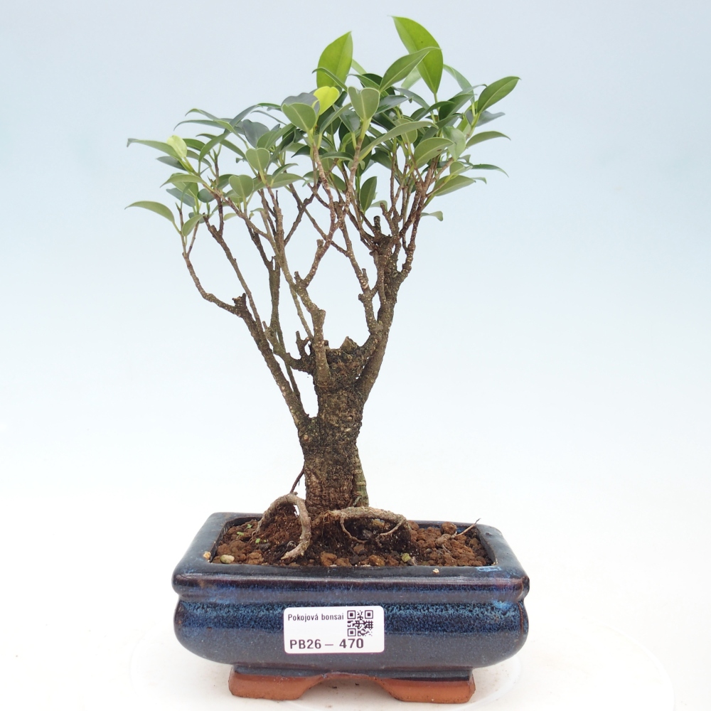 Room bonsai - Ficus retusa - small-leaved ficus