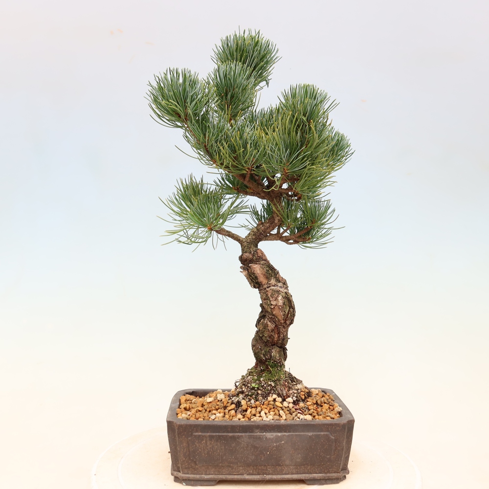 Outdoor bonsai - Pinus parviflora - Pinus parviflora