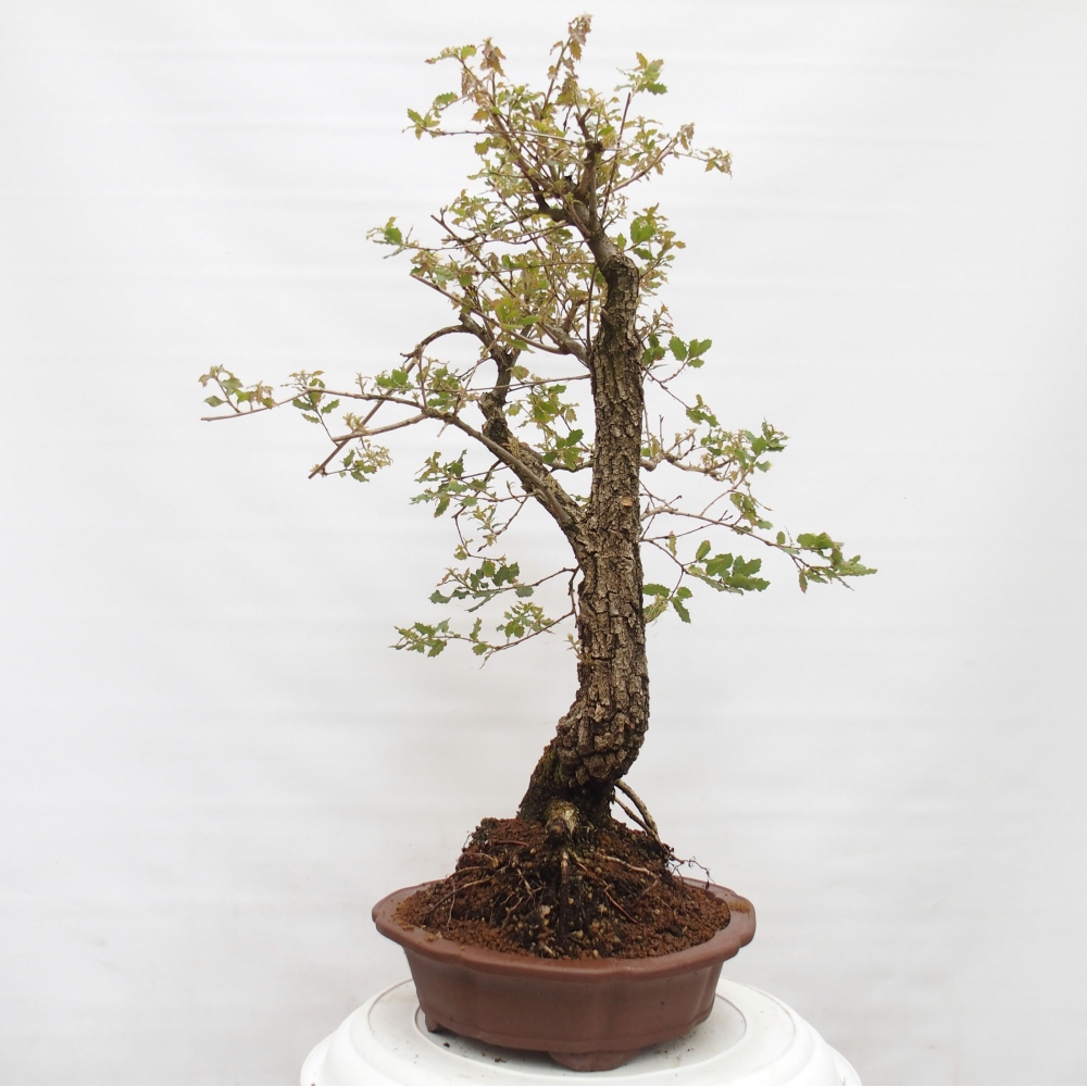 Yamadori - Quercus Ilex - Oak holly