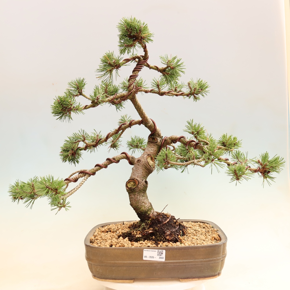 Outdoor Bonsai - Pinus mugo Humpy  - Mountain Pine