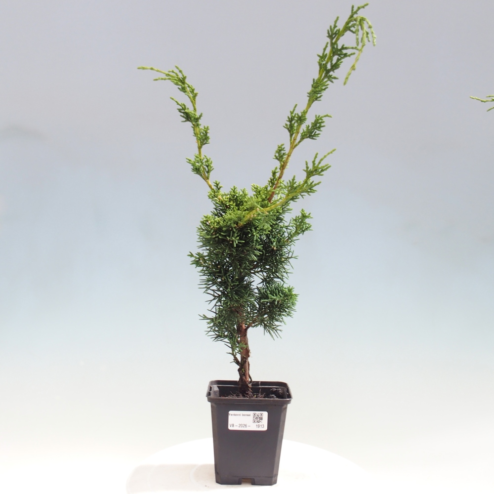 Outdoor bonsai - Juniperus chinensis Kishu
