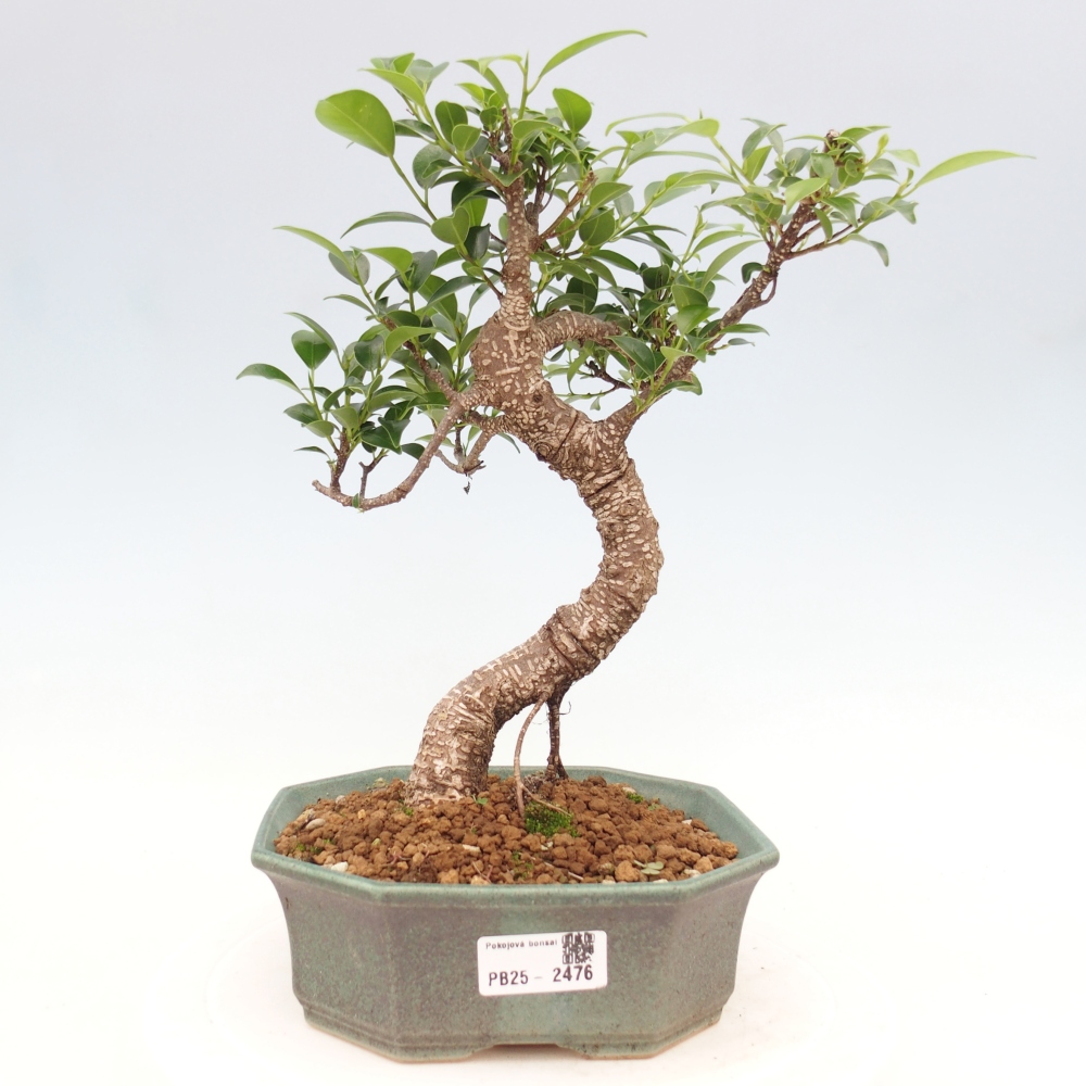 Indoor bonsai - Ficus retusa - small ficus