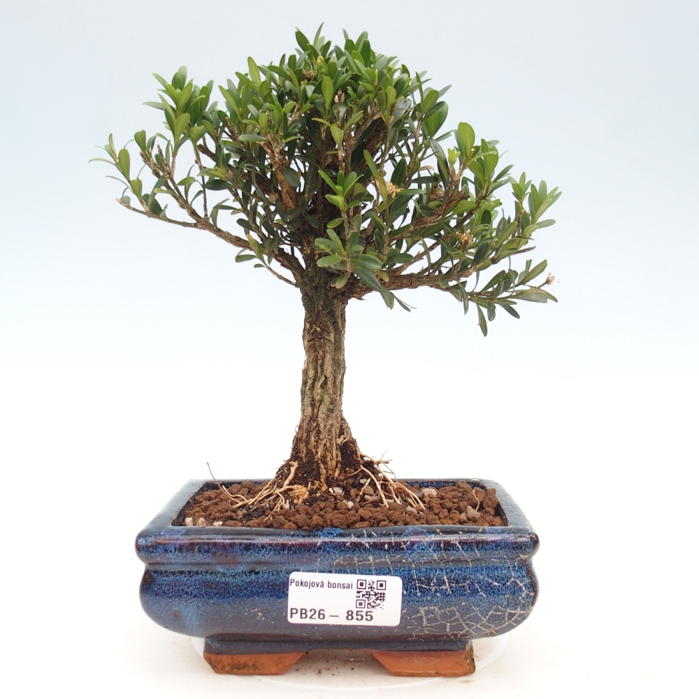 Room bonsai - Buxus harlandii - cork buxus