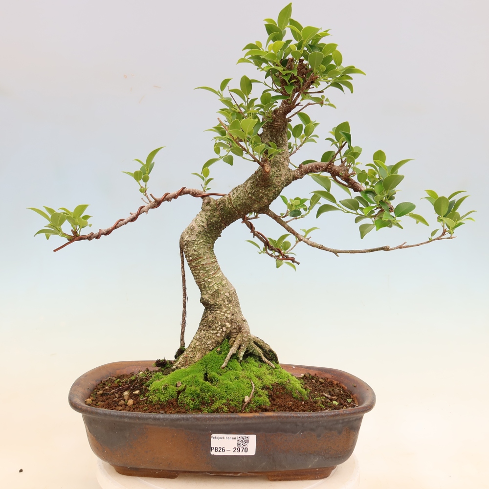 Room bonsai - Ficus kimmen - small-leaved ficus