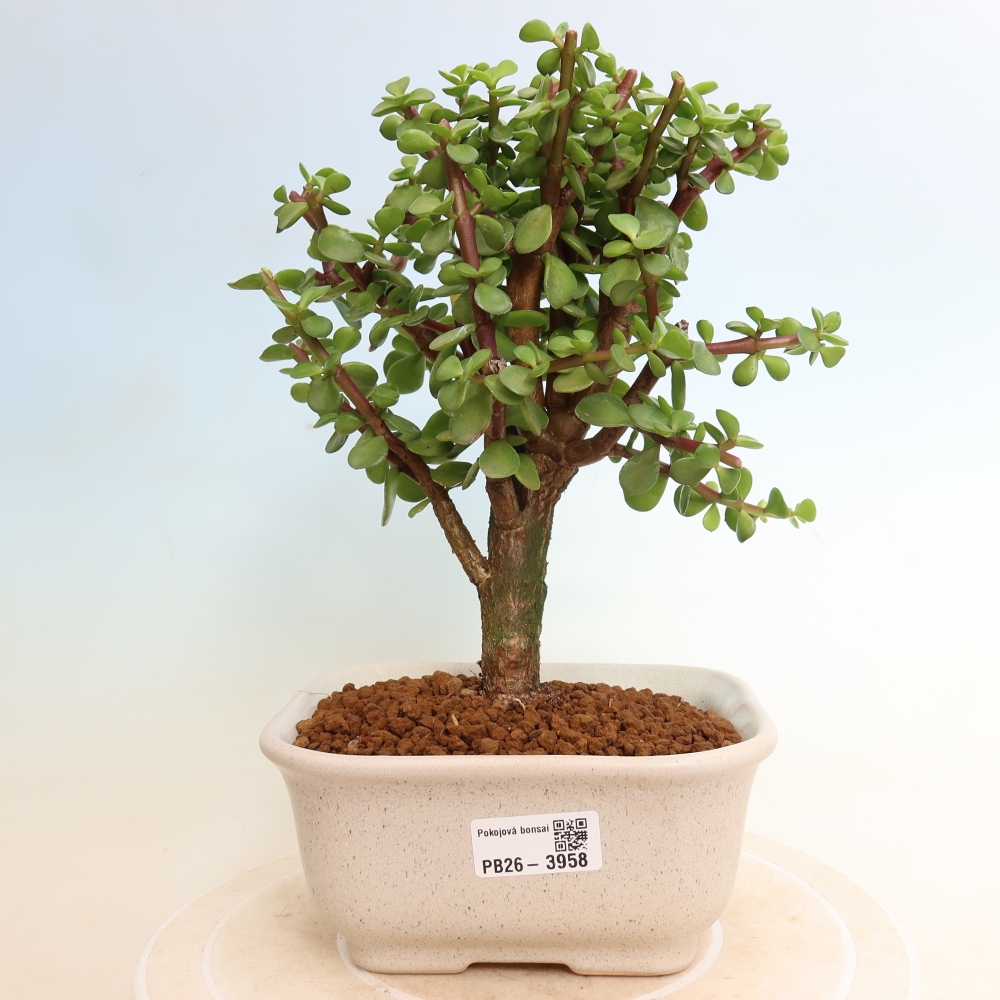 Room bonsai - Portulakaria Afra - Tlustice