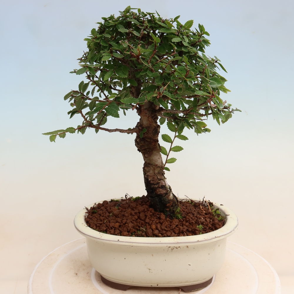 Outdoor bonsai - Zelkova - Zelkova NIRE