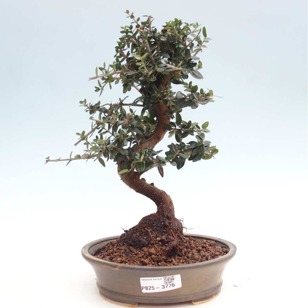 Indoor bonsai - Olea europaea sylvestris