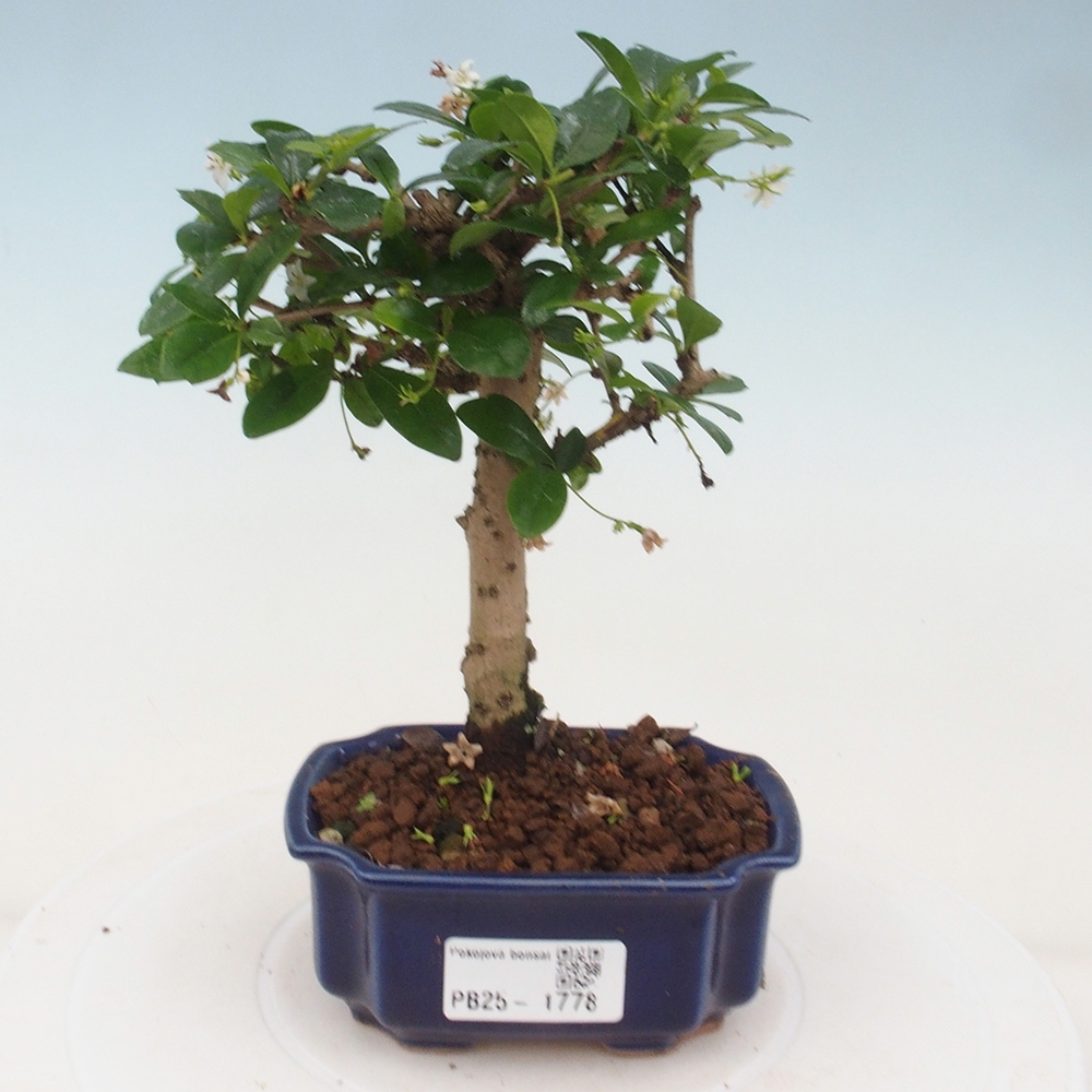 Indoor bonsai - Carmona macrophylla - Fuki tea