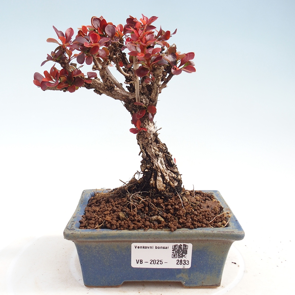 Outdoor bonsai - Berberis Thunbergii Bagatelle