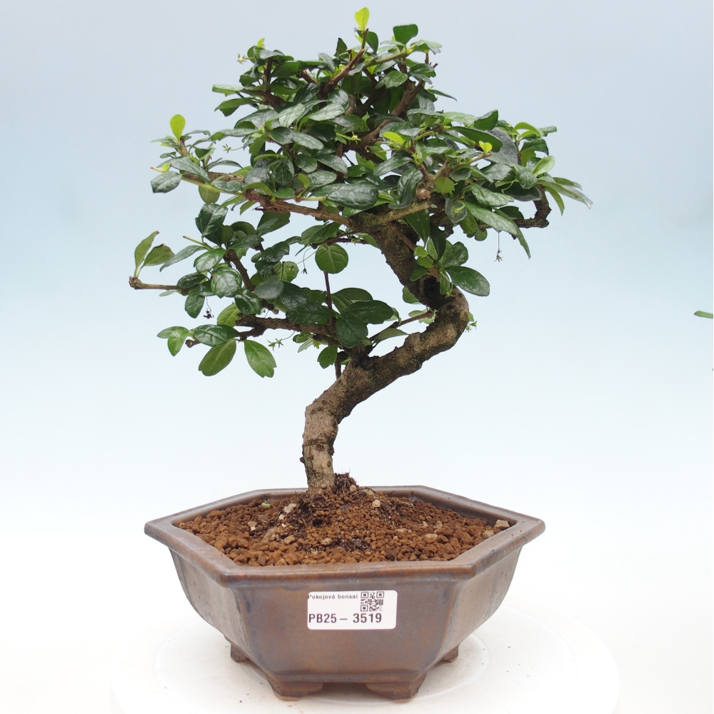 Room bonsai - Carmona macrophylla - Tea fuki