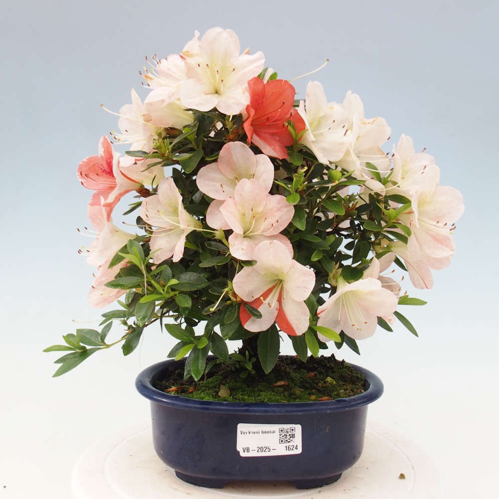 Outdoor bonsai - Japanese azalea - Azalea Asazakura