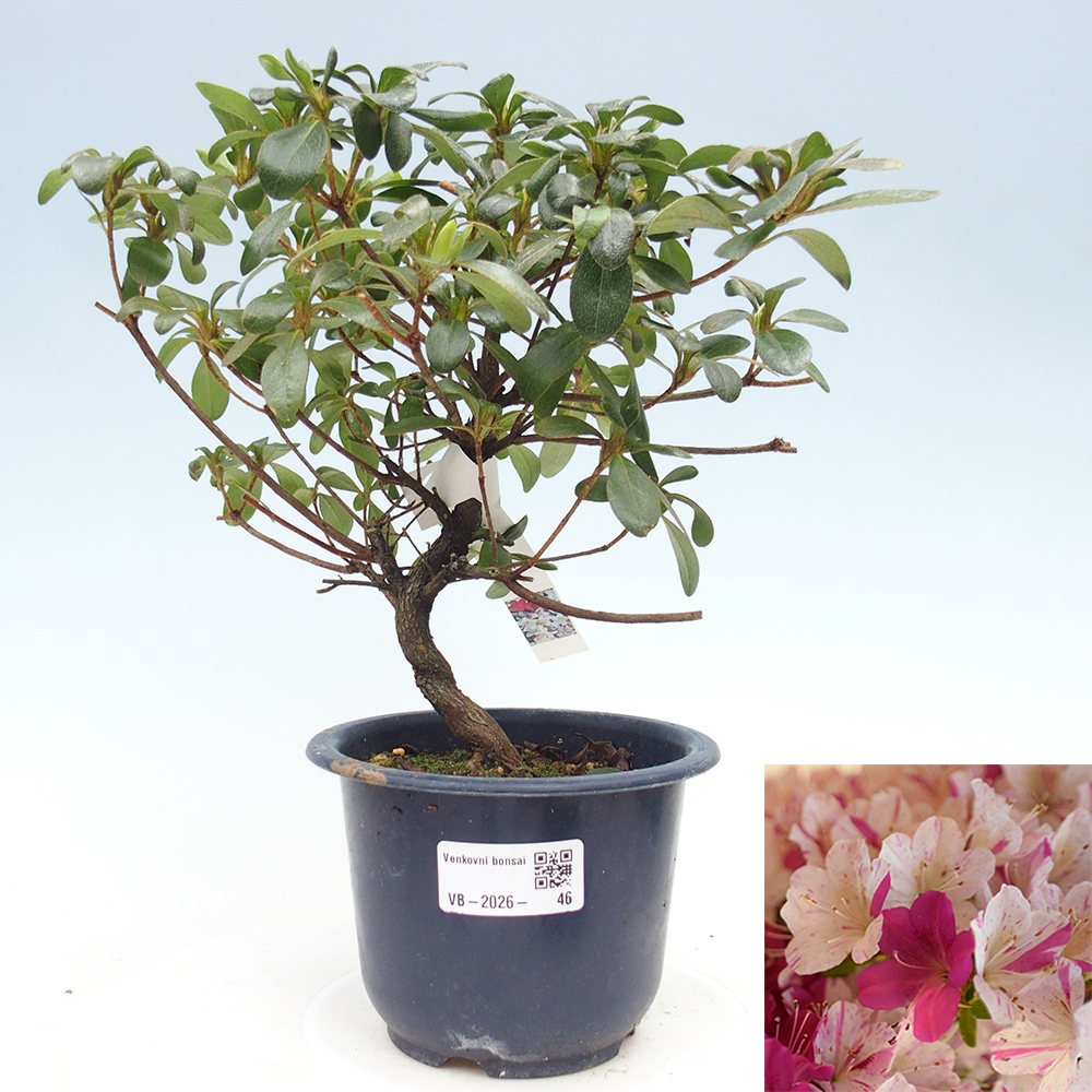 Outdoor bonsai - Japanese azalea - Azalea Kaminoyamakirin