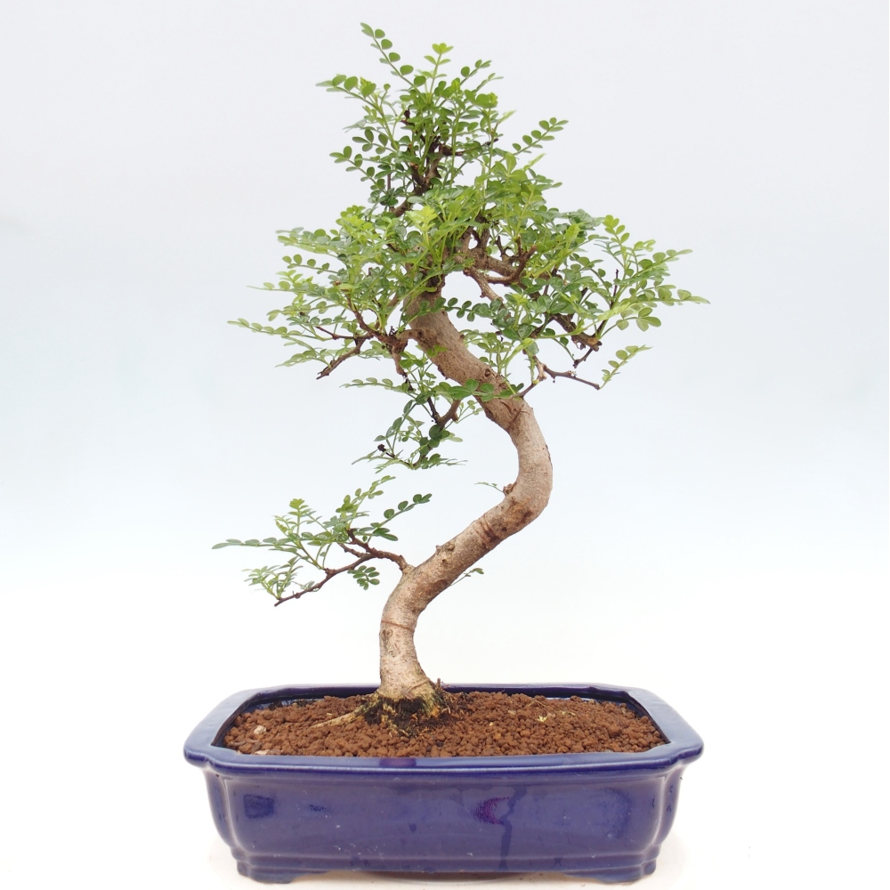 Room bonsai - Zantoxylum piperitum - pepper tree