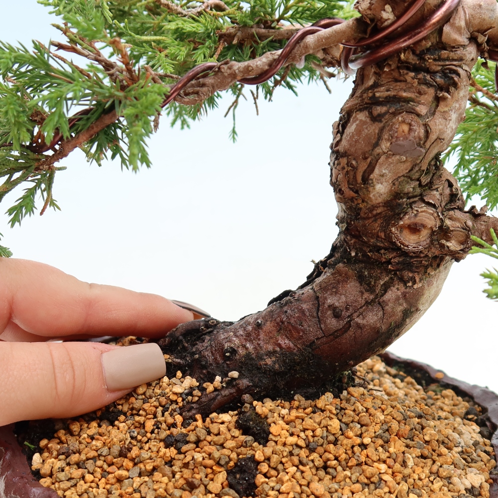 Outdoor Bonsai - Juniperus chinensis Itoigawa - Chinese Juniper