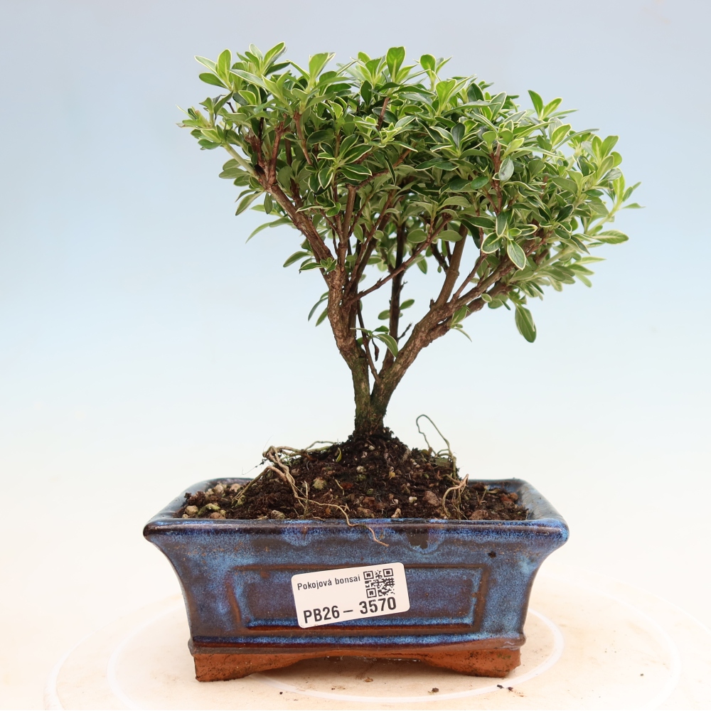 Indoor Bonsai - Serissa foetida Variegata - Tree of a Thousand Stars