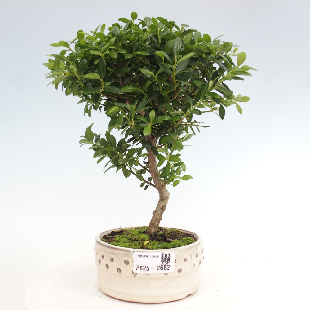 Indoor bonsai - Ilex crenata - Holly
