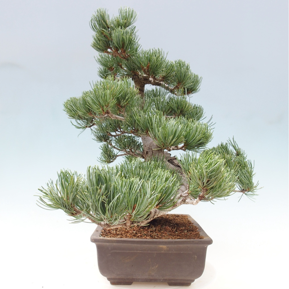 Outdoor bonsai - Pinus parviflora - Small pine tree
