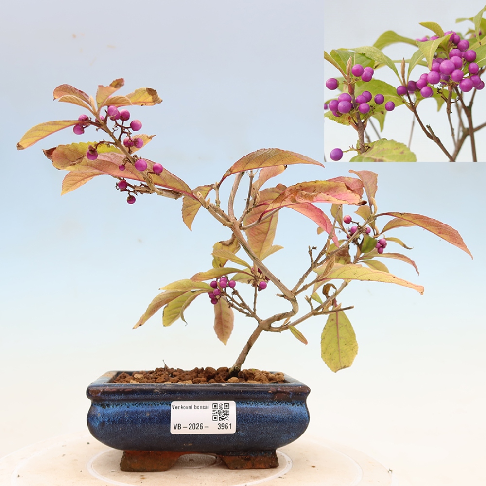 Outdoor Bonsai - Beautyberry - Callicarpa bodinierova 'Profusion'