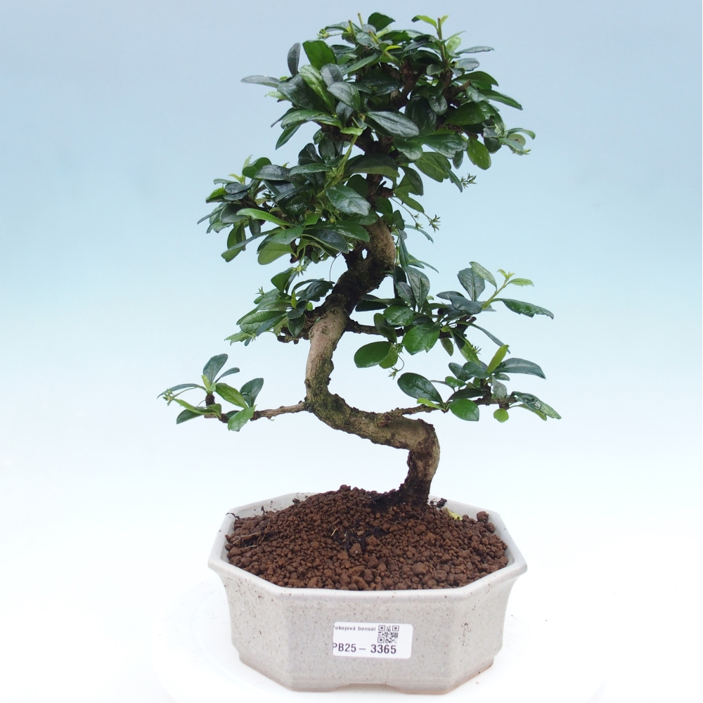 Room bonsai - Carmona macrophylla - Tea fuki