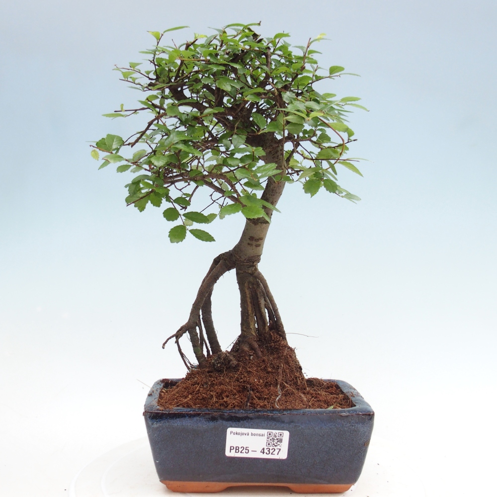 Room bonsai - Ulmus parvifolia - Small-leaved elm