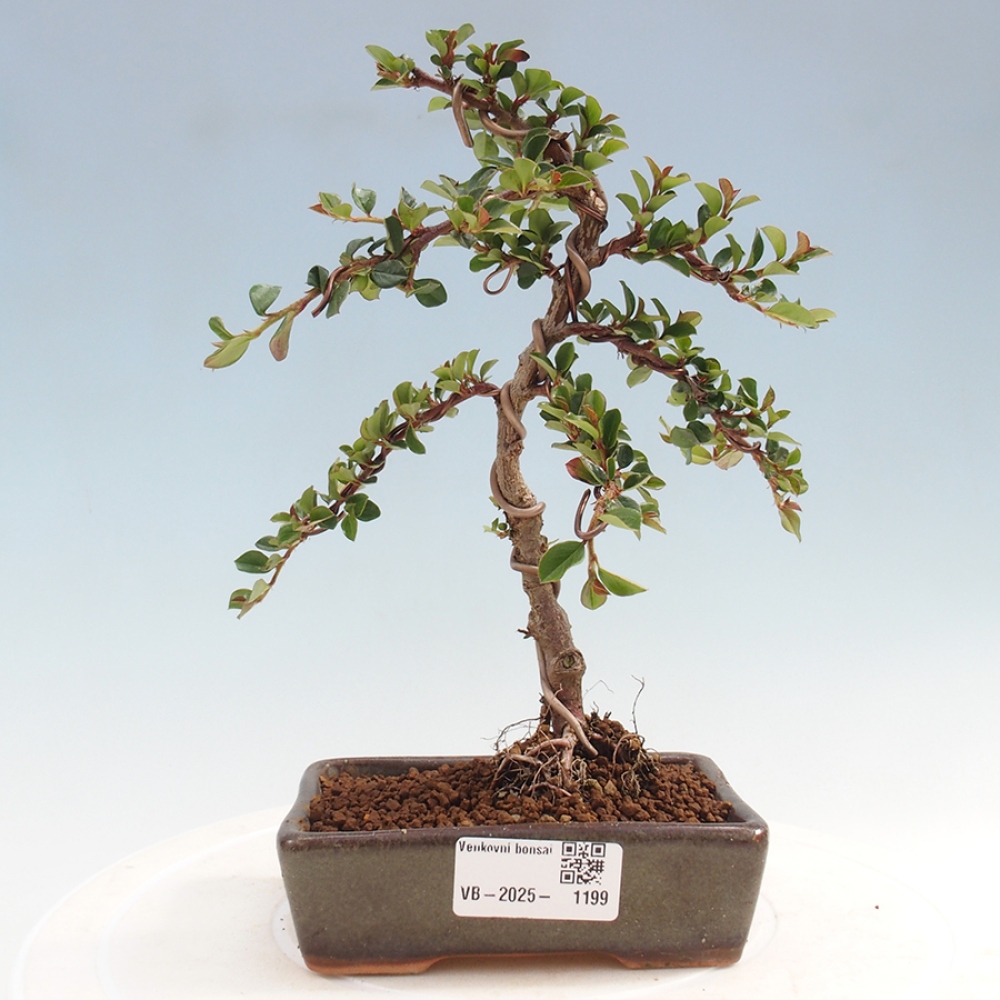 Outdoor bonsai-Cotoneaster horizontalis - Rock