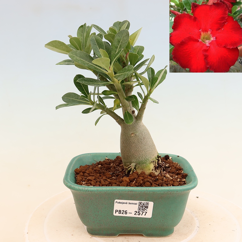 Indoor Bonsai - Adenium obesum Red Star - Desert Rose