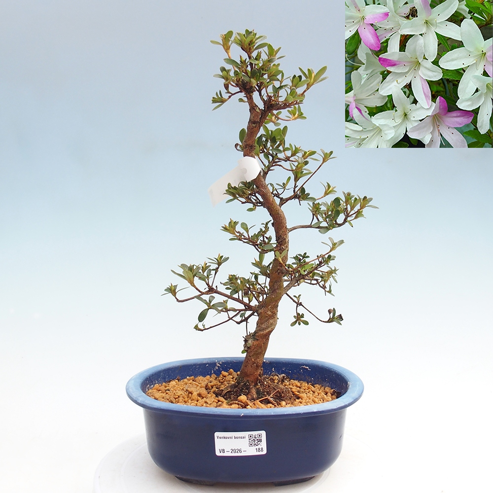 Outdoor bonsai - Japanese Azalea - Azalea Yukigesho