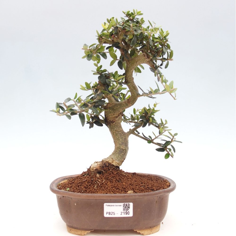 Indoor bonsai - Olea europaea sylvestris - European small-leaved olive oil