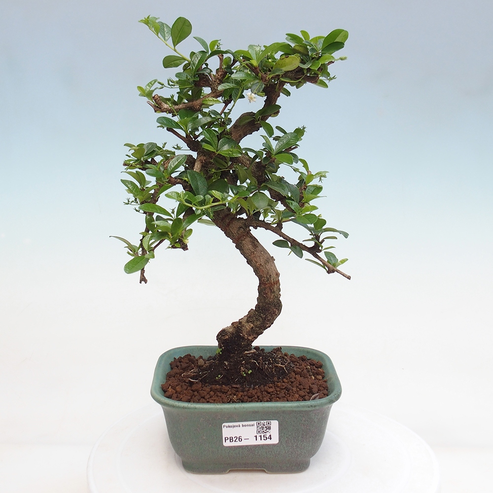 Room bonsai - Carmona macrophylla - Tea fuki