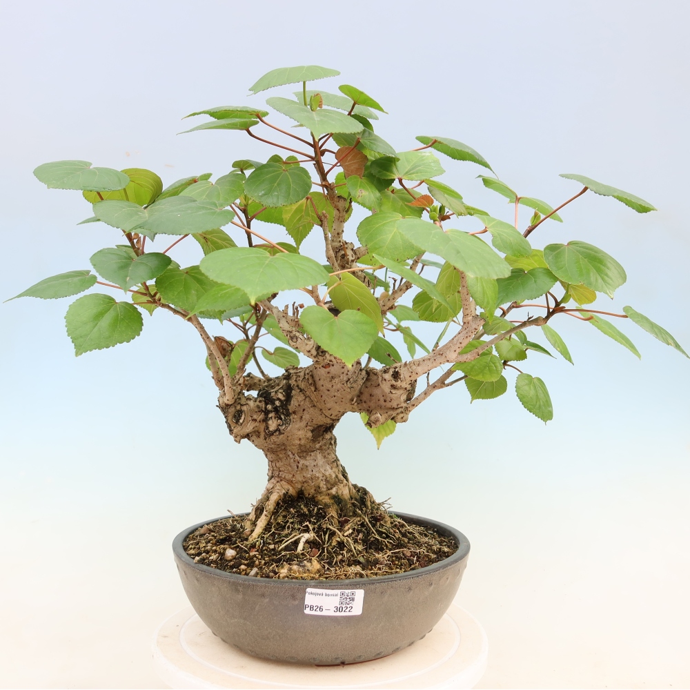 Indoor bonsai - Hibiscus tiliaceus - Sea Hibiscus