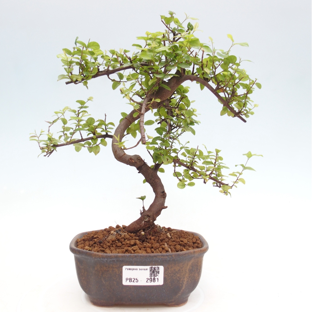 Indoor bonsai - Sagerécie thea - Sagerécie thea