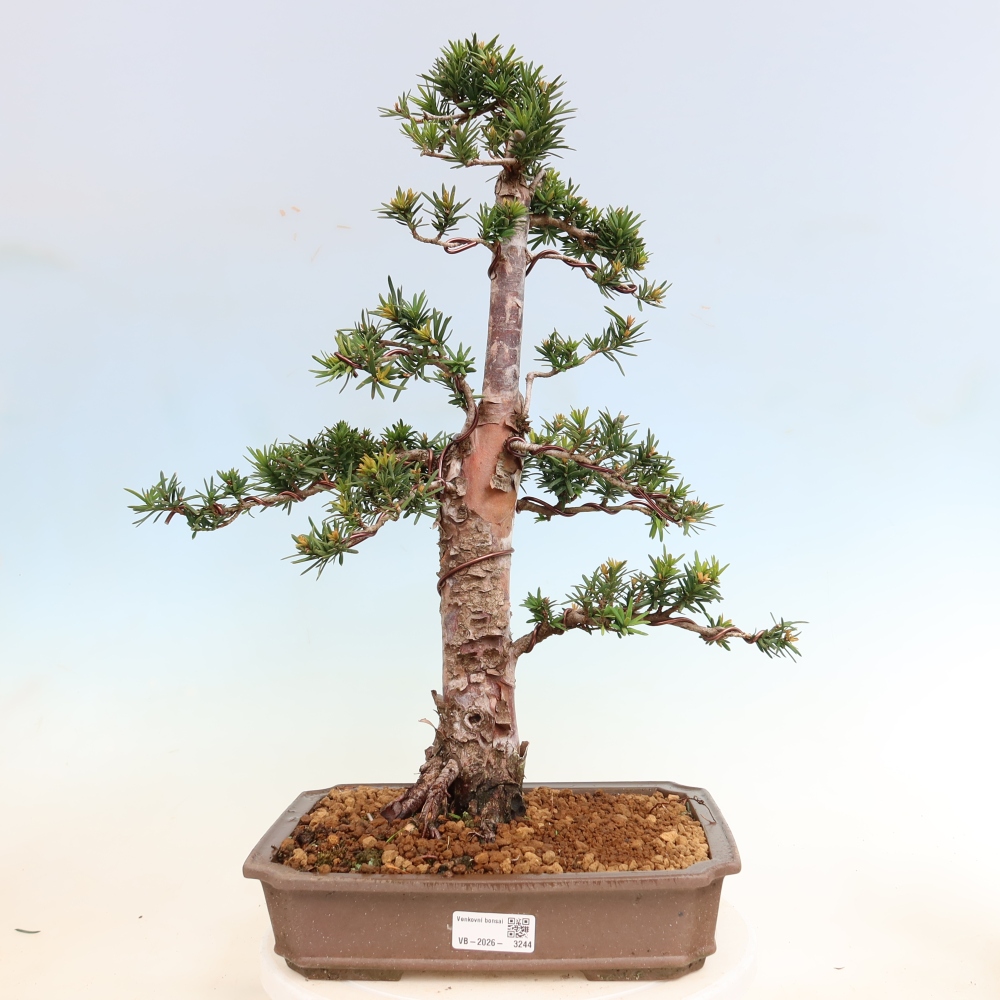 Outdoor Bonsai - Taxus cuspidata  - Japanese Yew