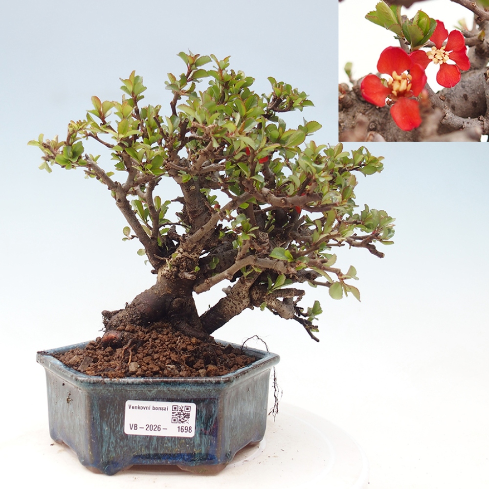 Outdoor bonsai - Chaneomeles speciosa - Quince
