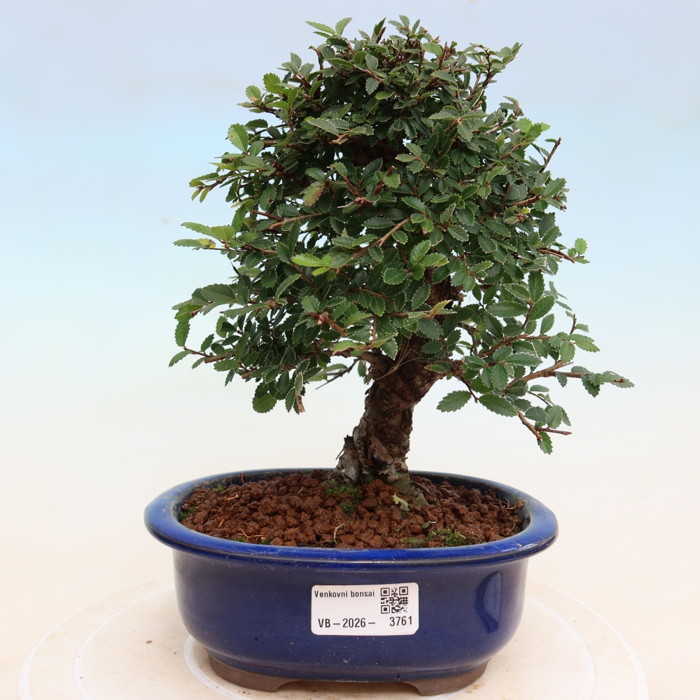 Outdoor bonsai - Zelkova - Zelkova NIRE