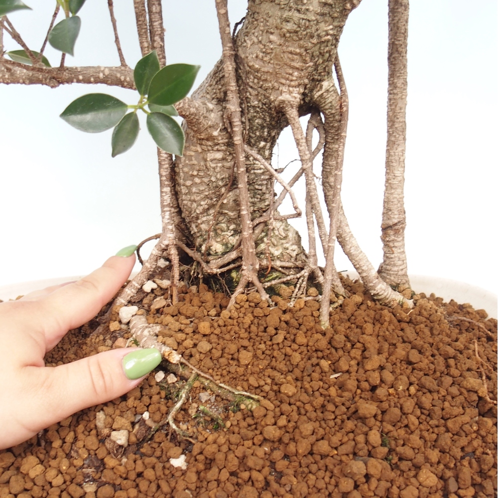 Room bonsai - Ficus kimmen - small-leaved ficus - PERSONAL COLLECTION ONLY or pallet transport
