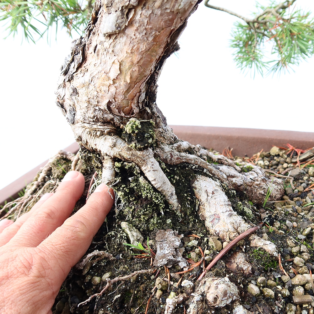 Pinus sylvestris Spain - Scots pine