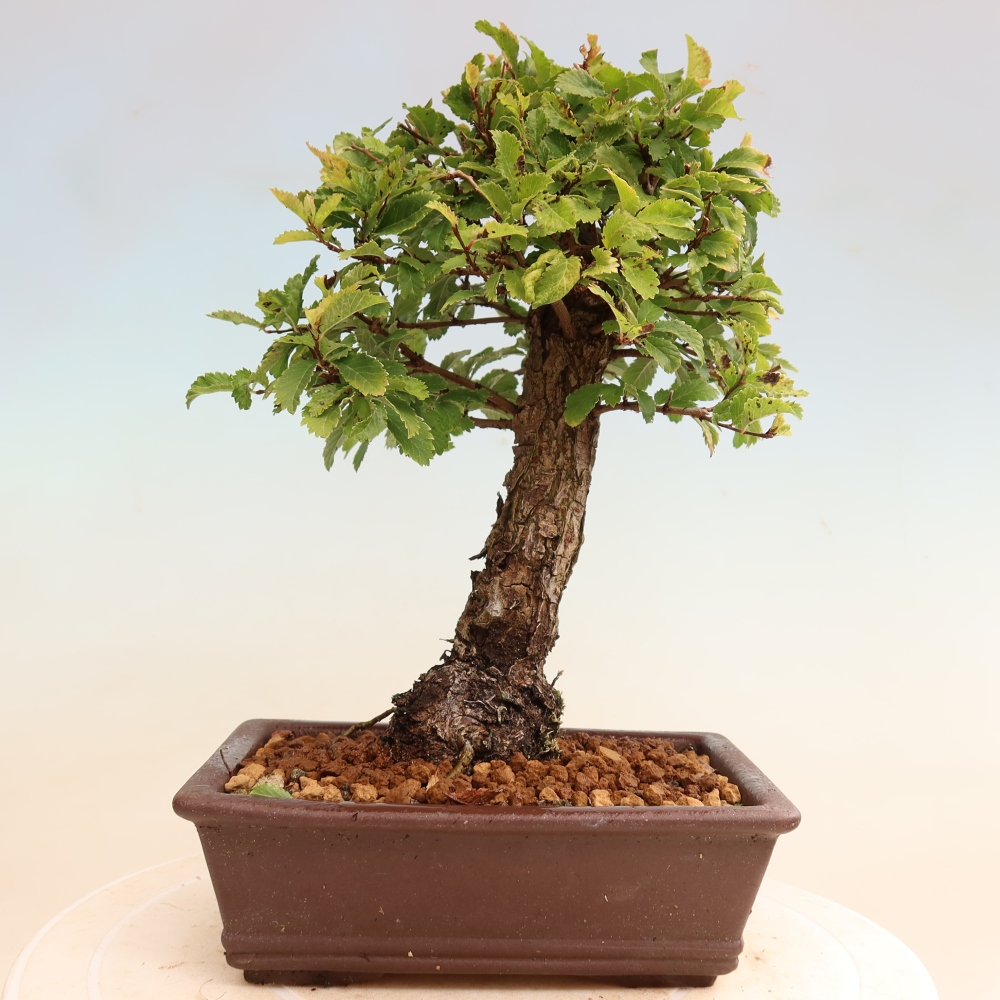Outdoor bonsai - Zelkova - Zelkova NIRE