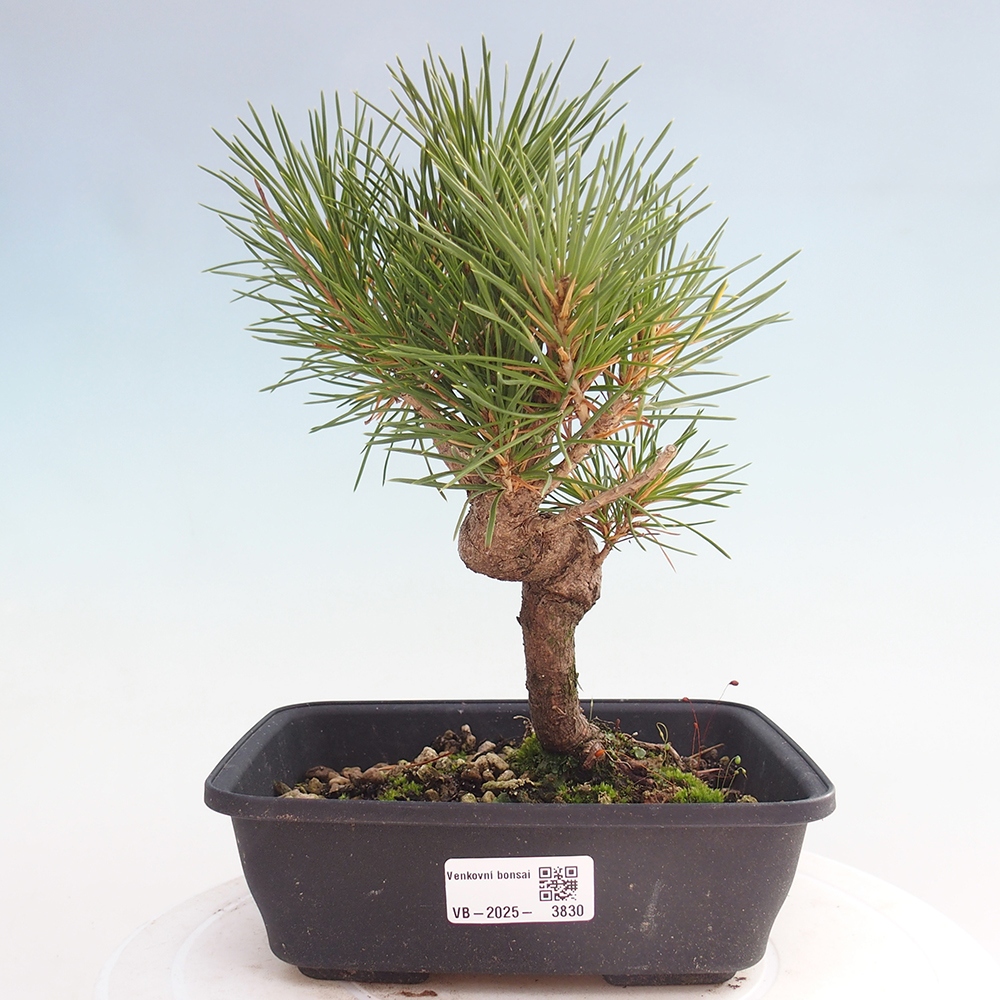 Outdoor bonsai - Pinus thunbergii - Thunberg pine