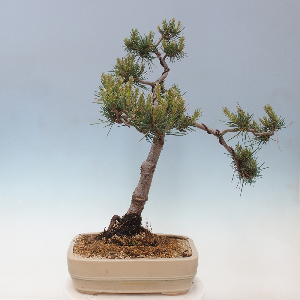 Outdoor bonsai - Pinus Sylvestris - Scots pine