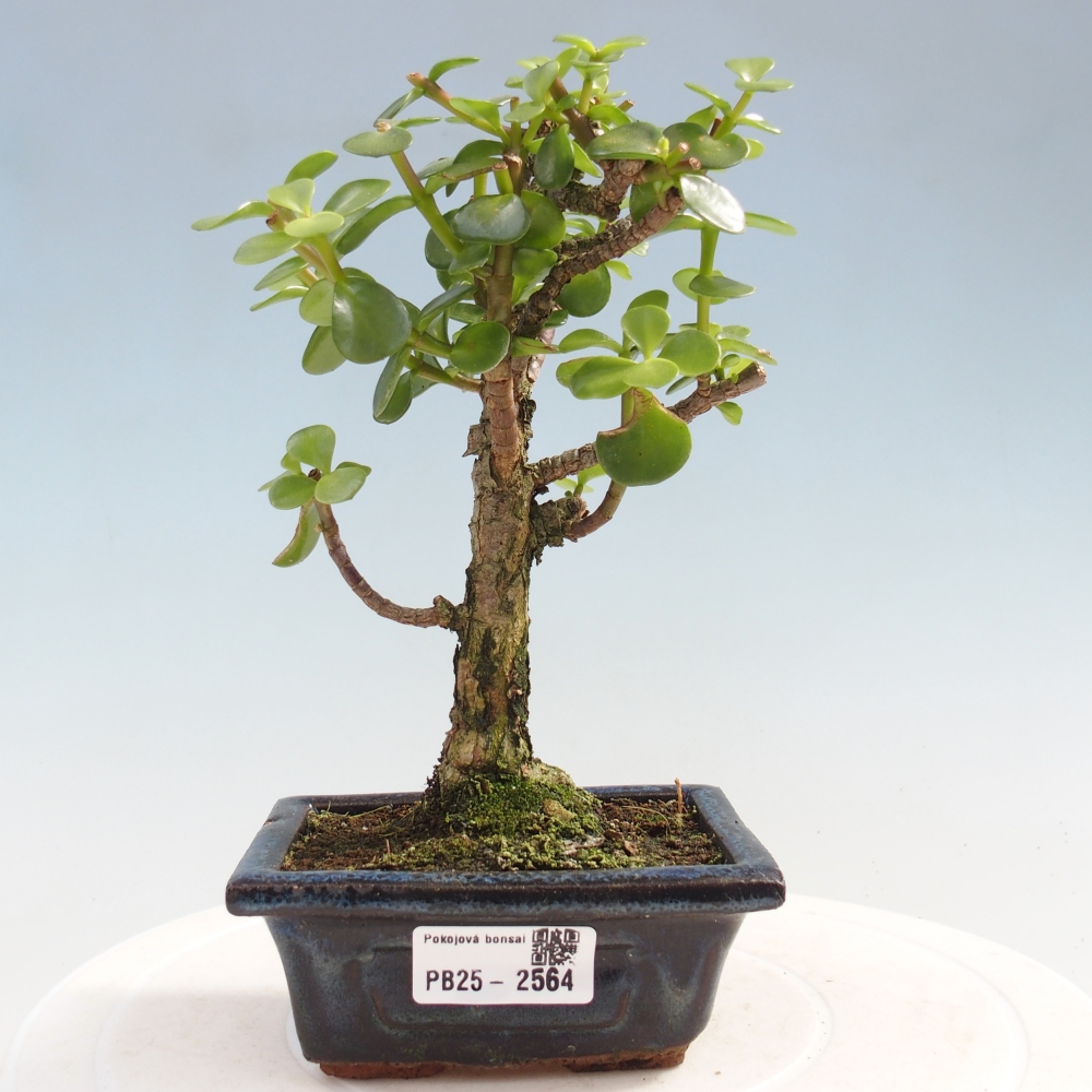 Indoor bonsai - Portulakaria Afra - Tlustice