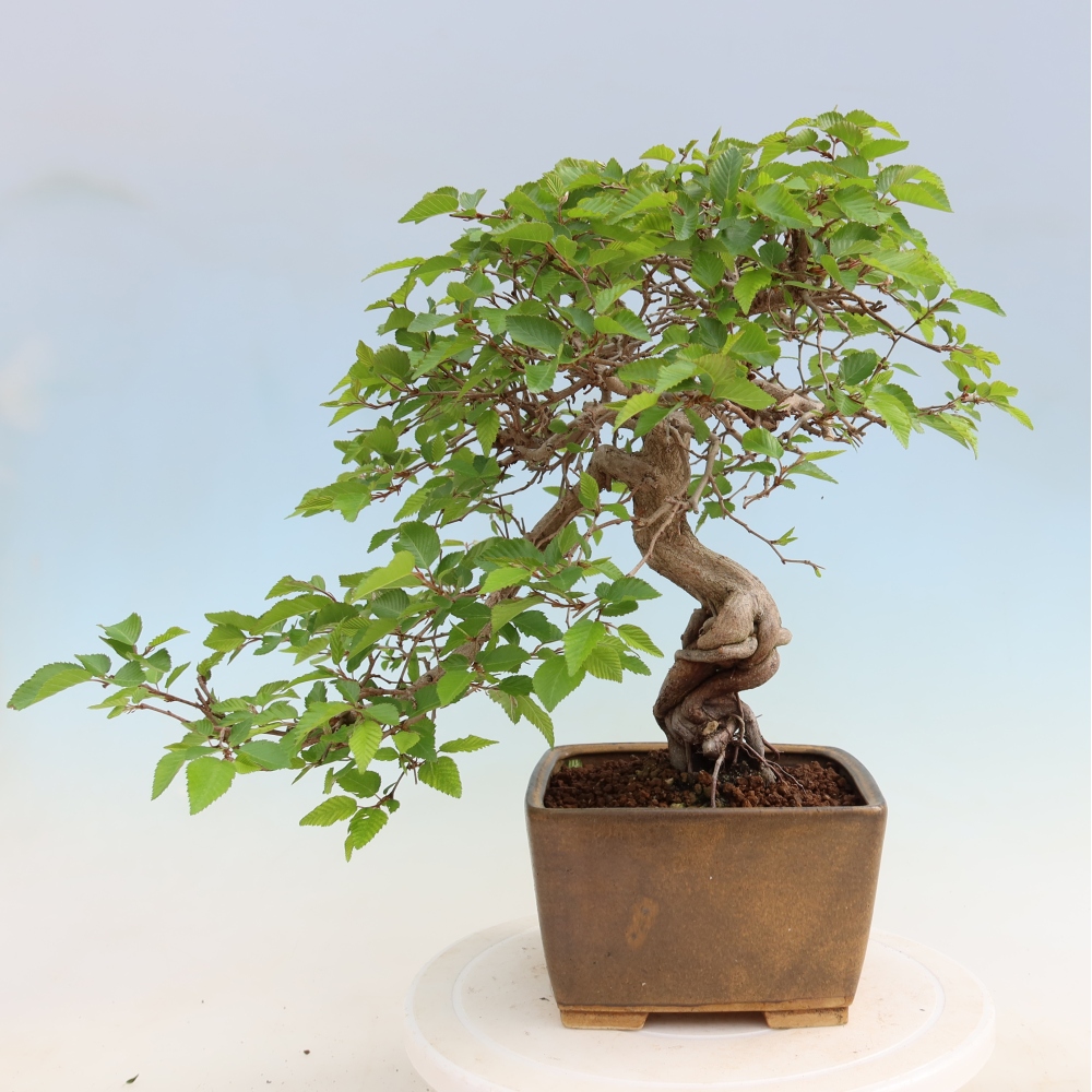 Outdoor bonsai -Carpinus coreana - Korean Hornbeam