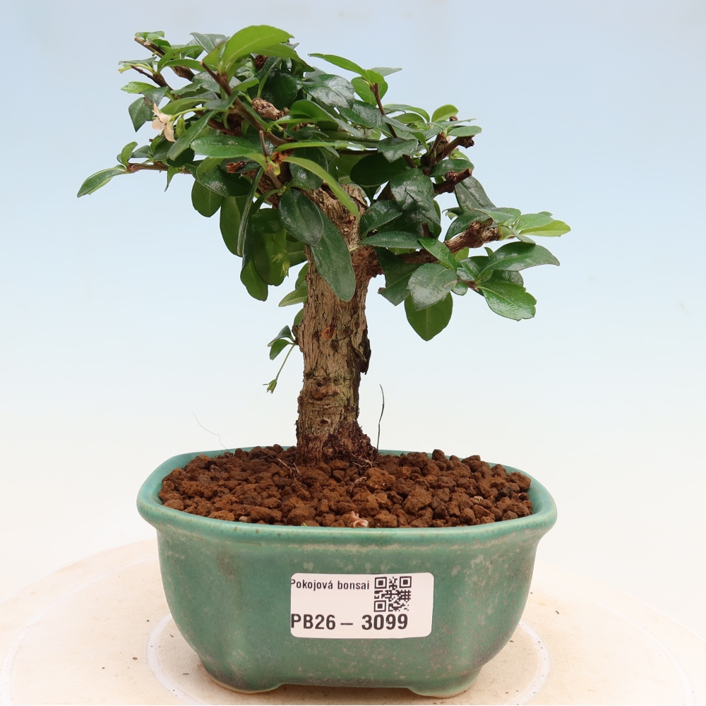 Room bonsai - Carmona macrophylla - Tea fuki
