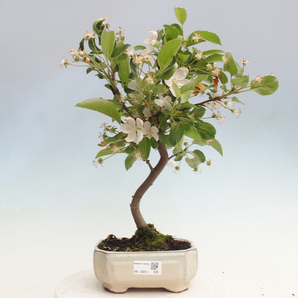 Outdoor bonsai - Malus halliana - Small-fruited apple tree
