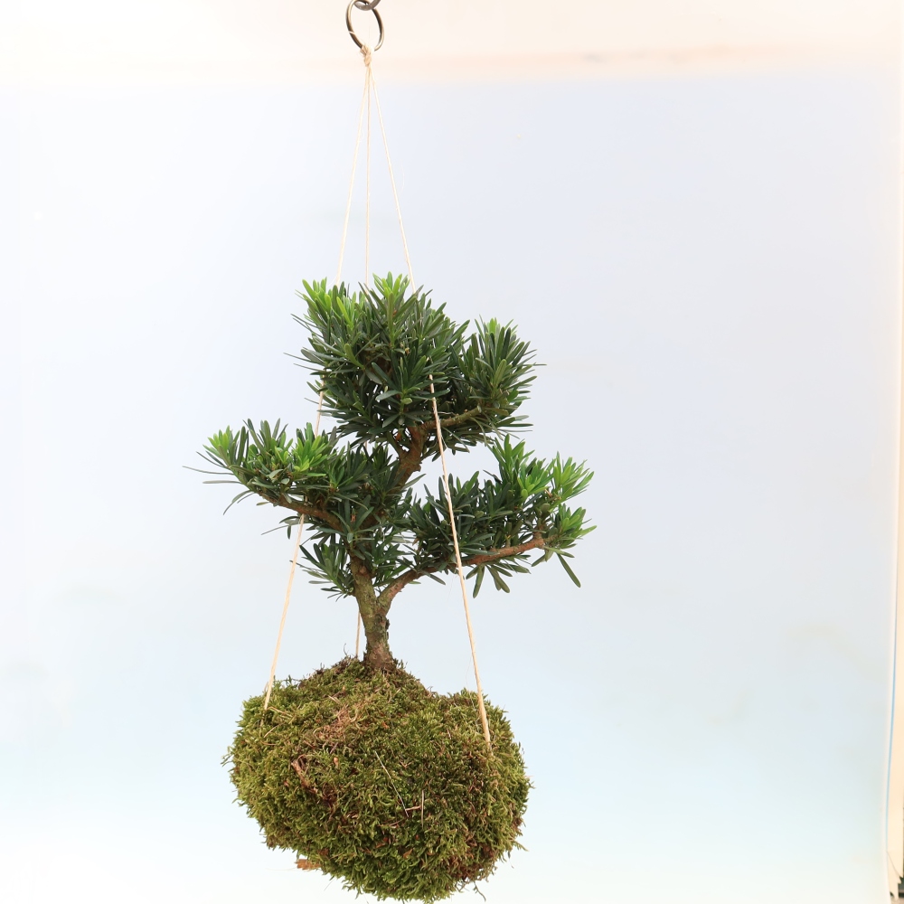 Kokedama in a Ceramic Pot - Podocarpus - Stone Yew