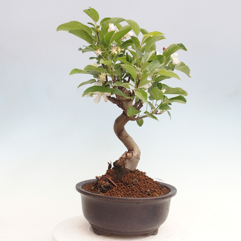 Outdoor bonsai - Malus halliana - Small-fruited apple tree