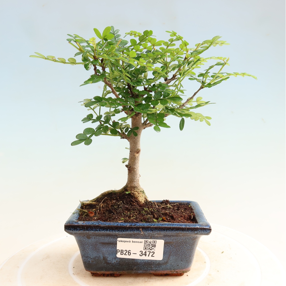 Room bonsai - Zantoxylum piperitum - pepper tree