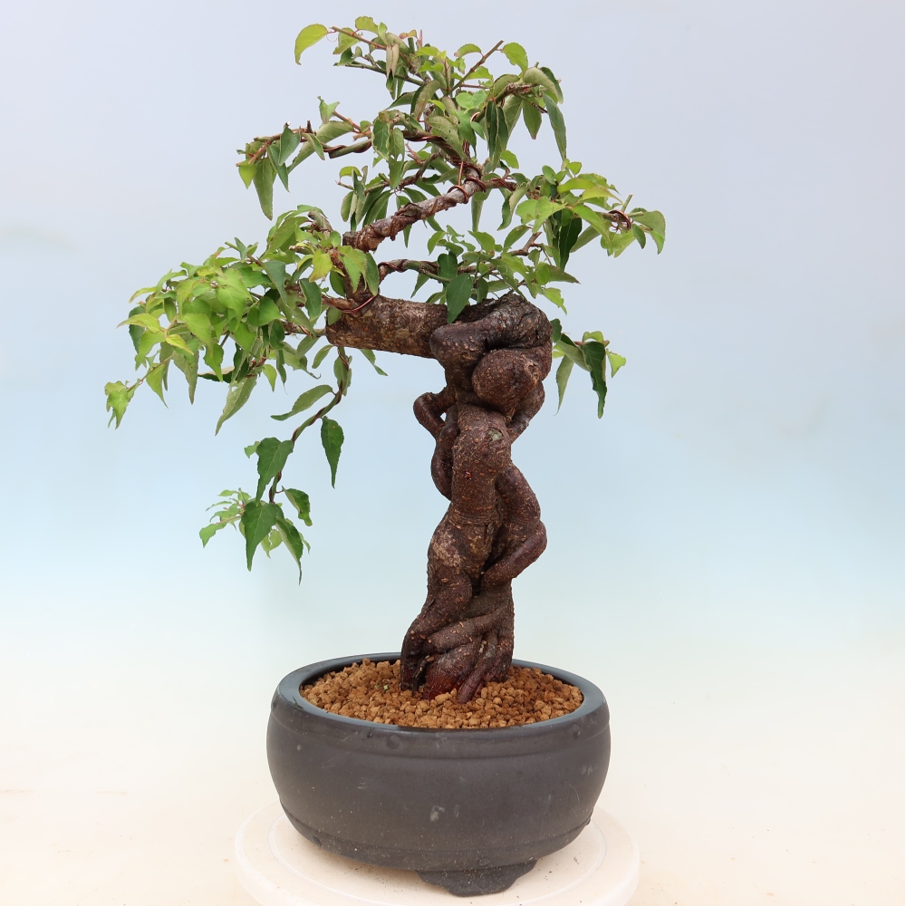 Outdoor Bonsai - Japanese Apricot - Prunus Mume