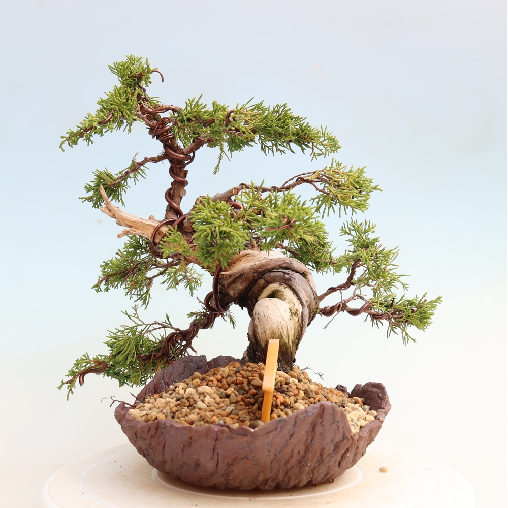 Outdoor Bonsai - Juniperus chinensis Itoigawa - Chinese Juniper
