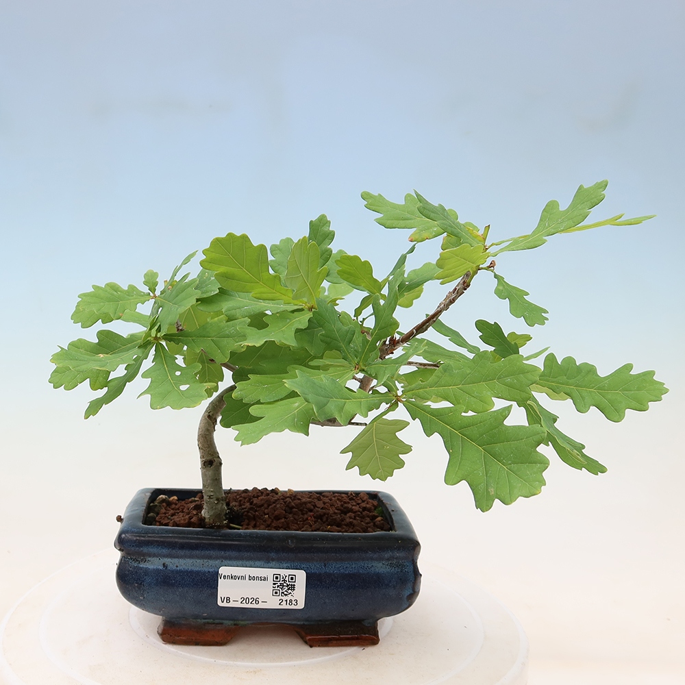 Outdoor bonsai - Quercus robur - English oak